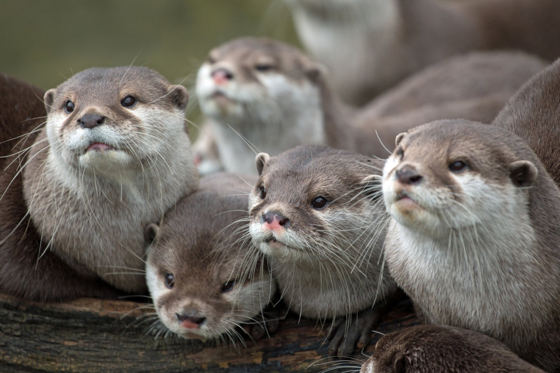 otter familie schnauze schauen zu