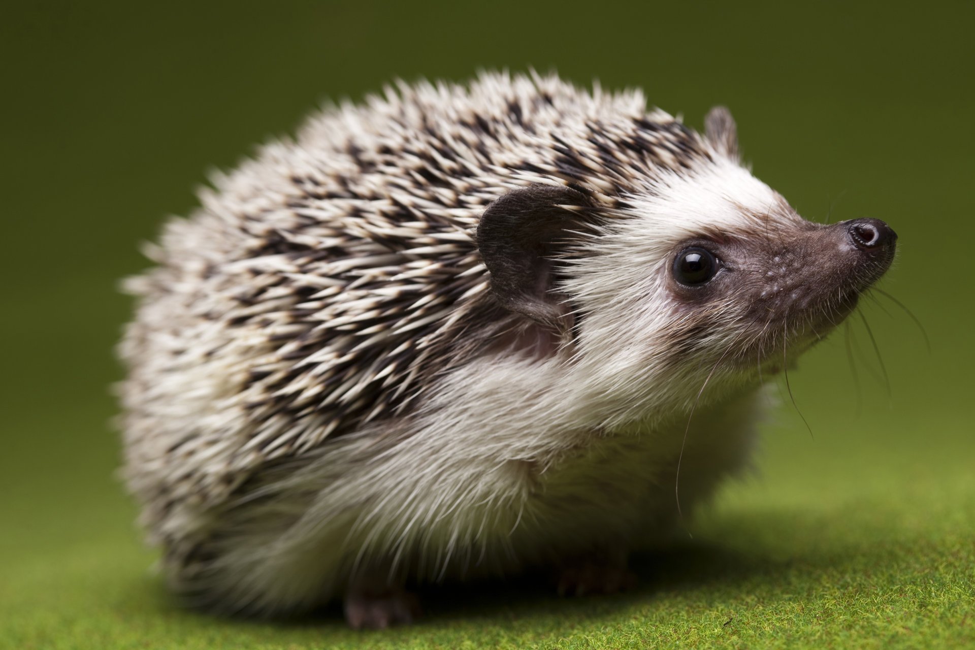 nez yeux intérêt gros plan