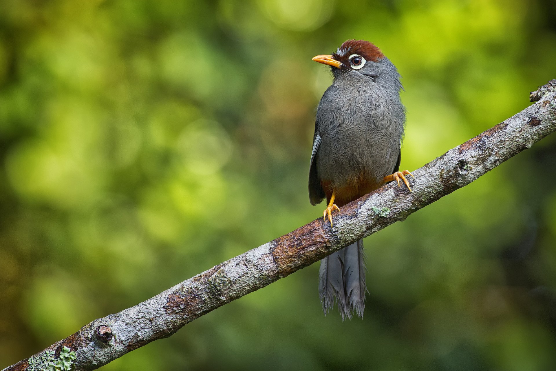 poultry kustarnitsa family of old world babbler family of passerine birds branch bokeh weng keong liew photography