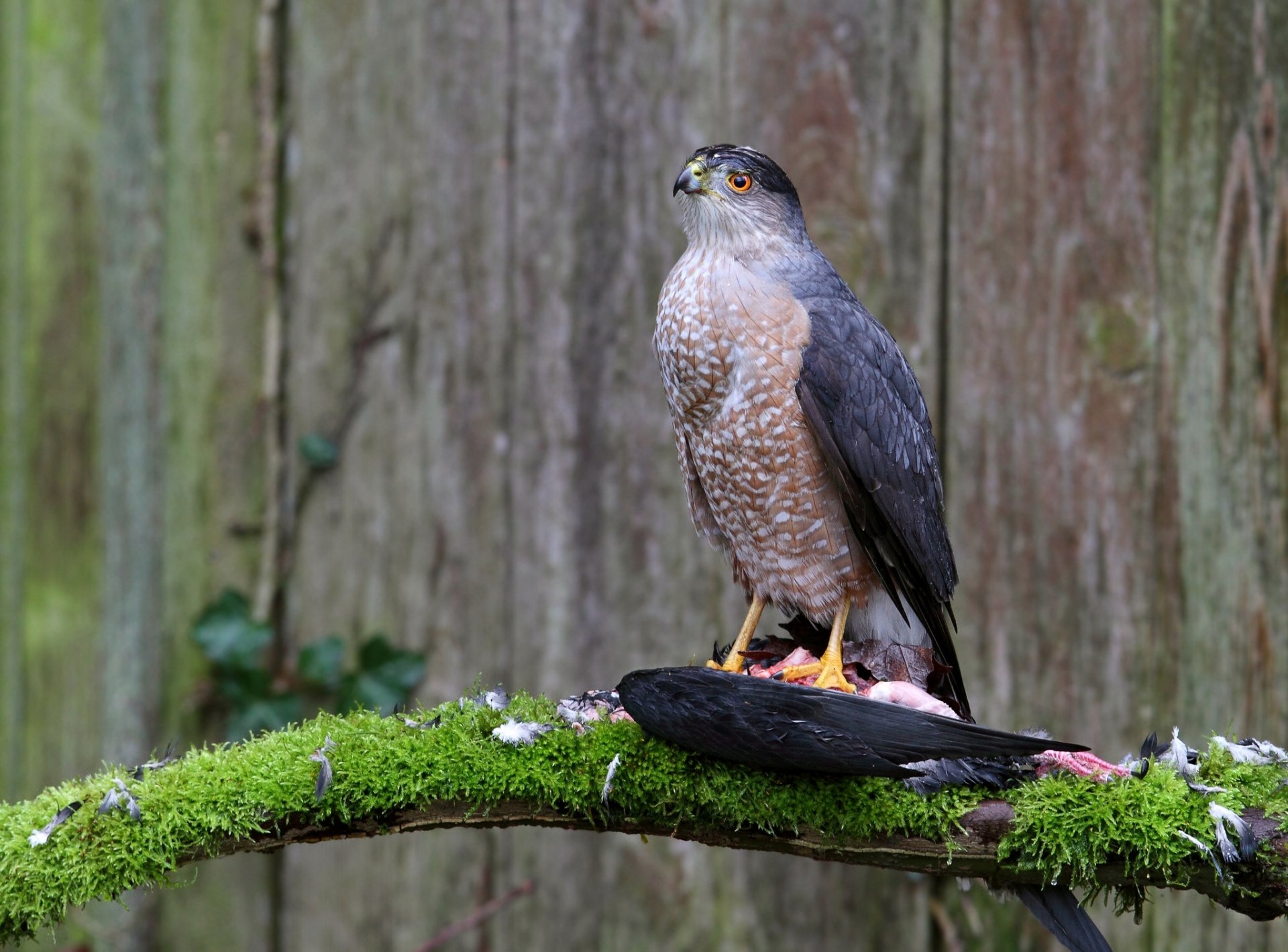 halcón de cooper rama perca presa musgo pájaro depredador