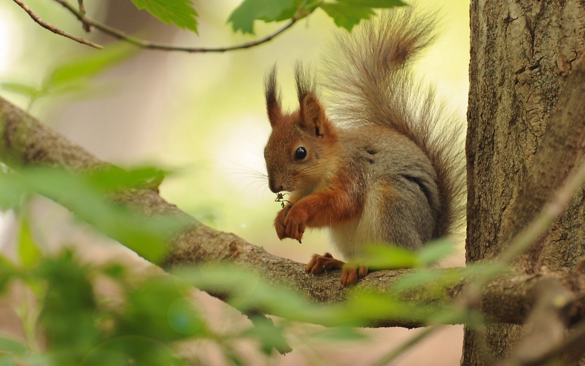 eichhörnchen rotschopf baum zweig