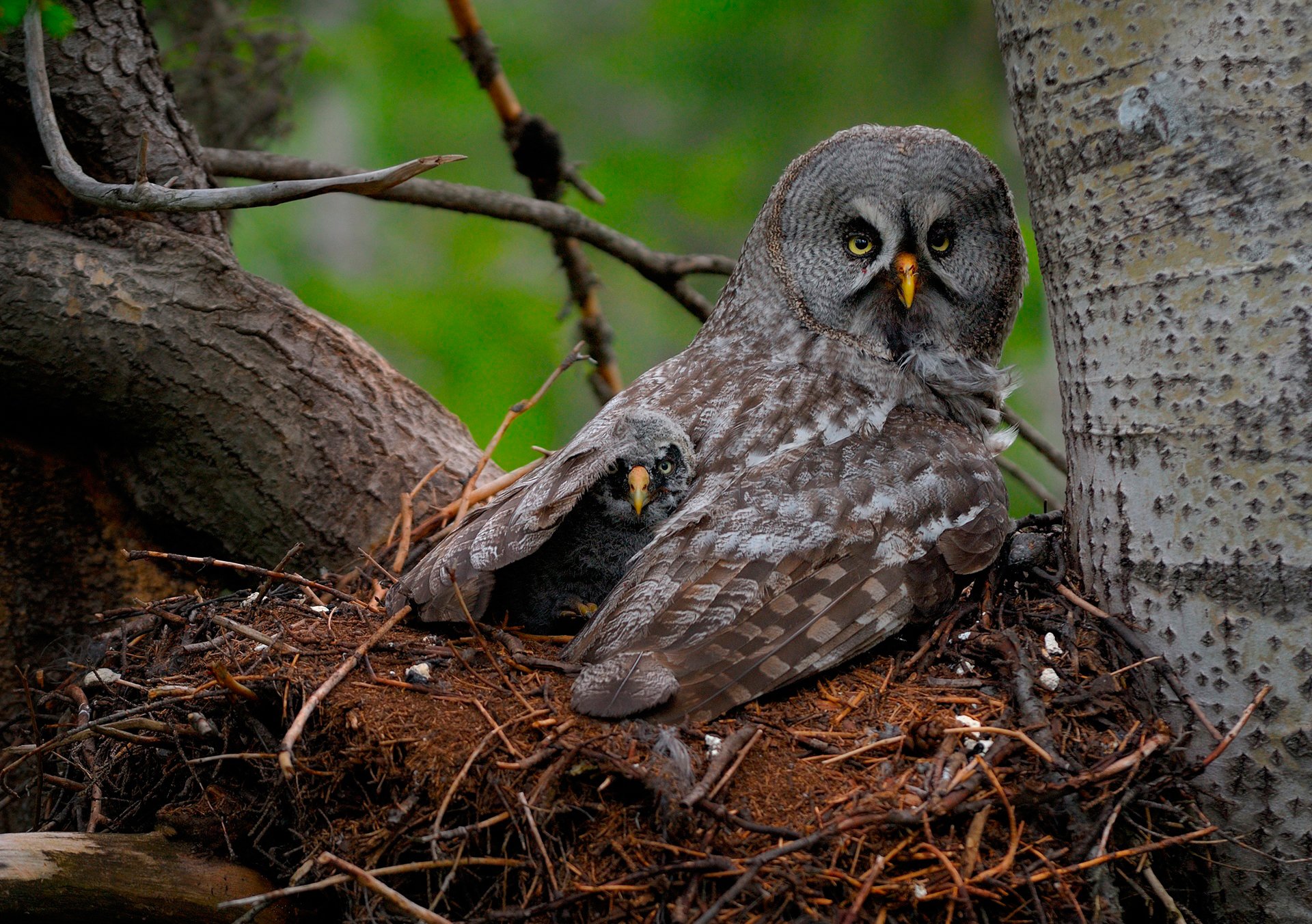 great gray owl owl chick bird