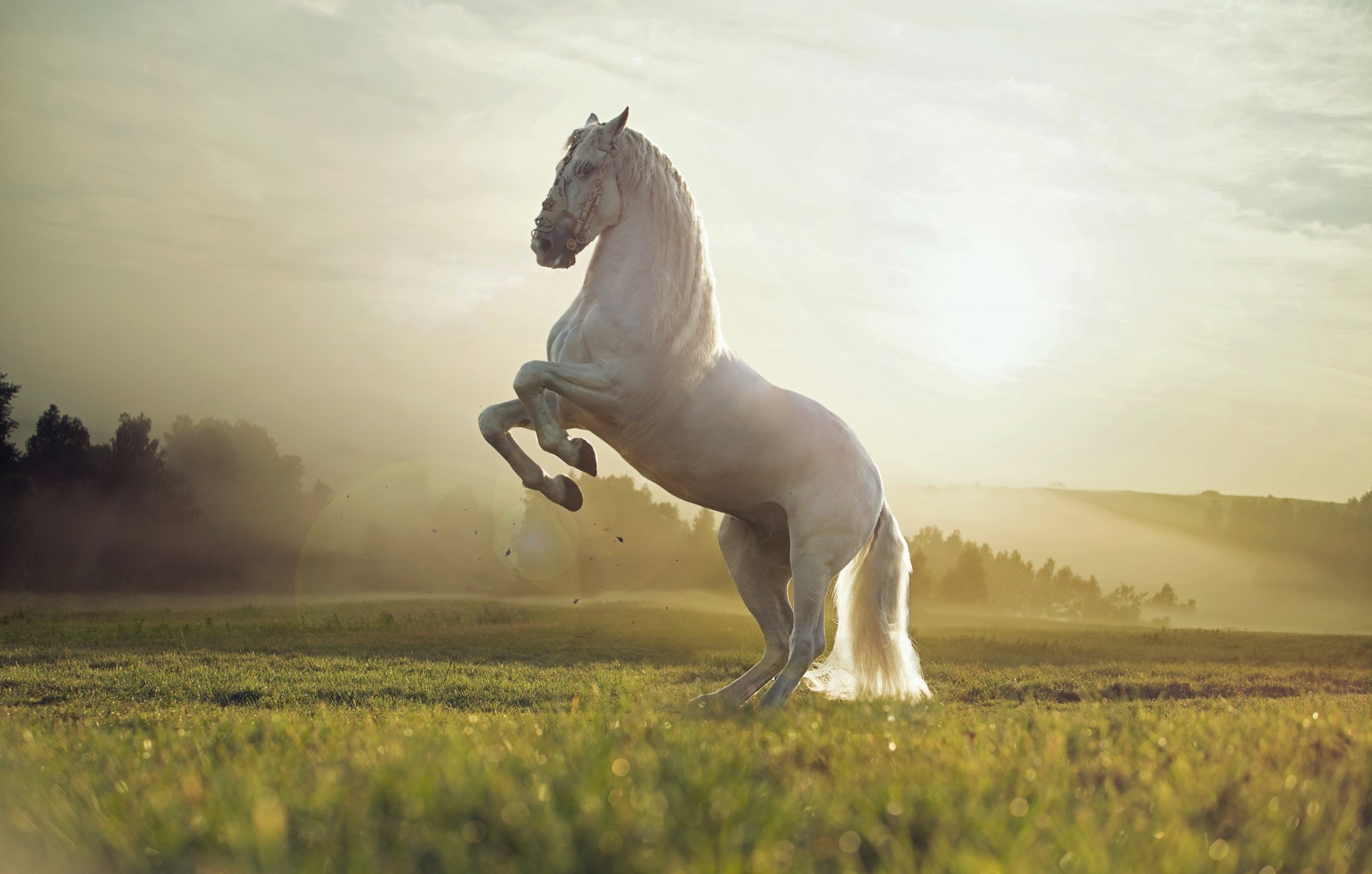 animale cavallo bianco natura campo tramonto