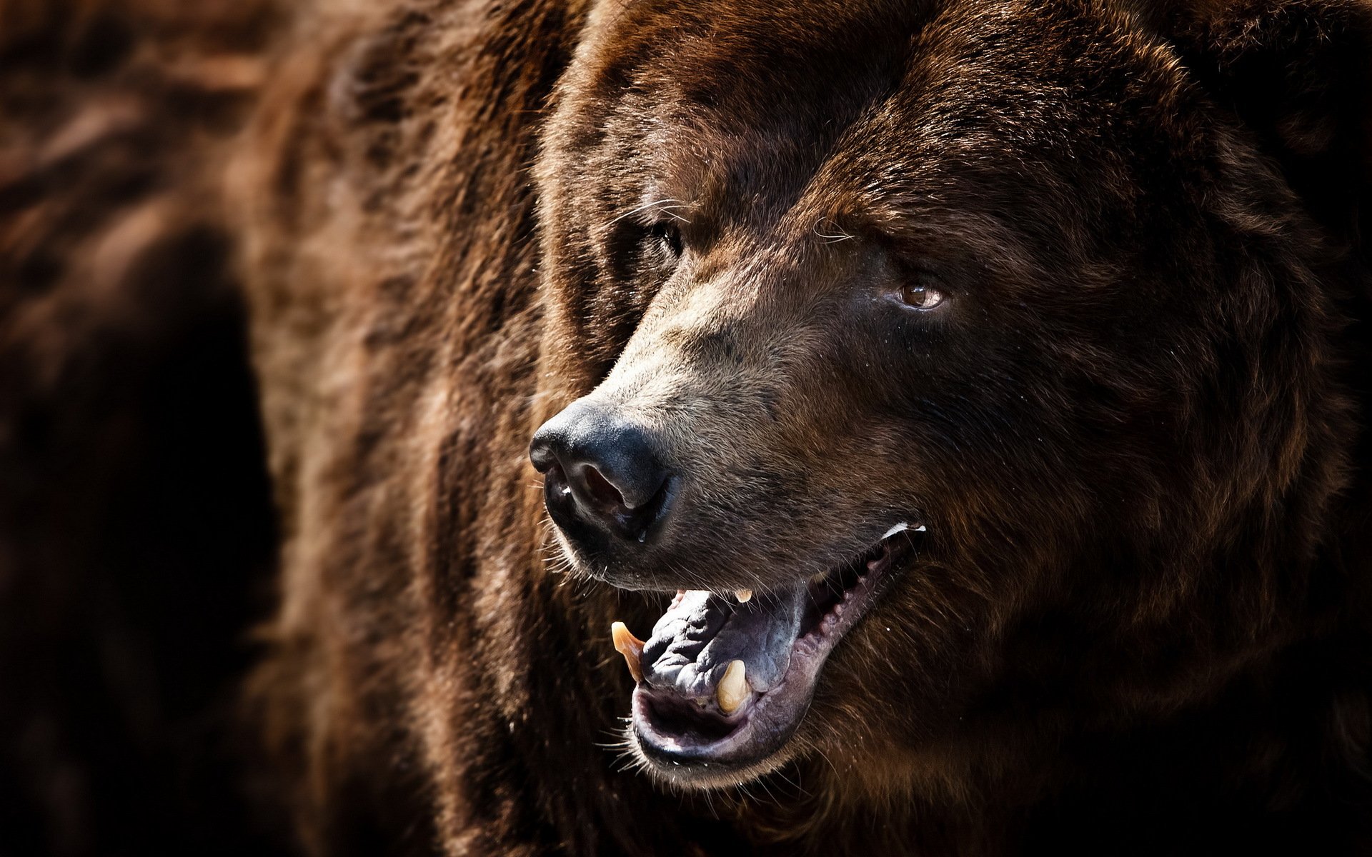 orso grizzly natura macro