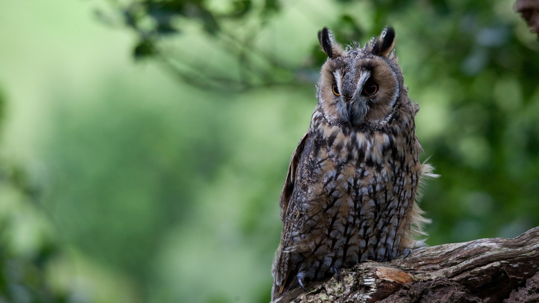 hibou à oreilles oiseau bûche