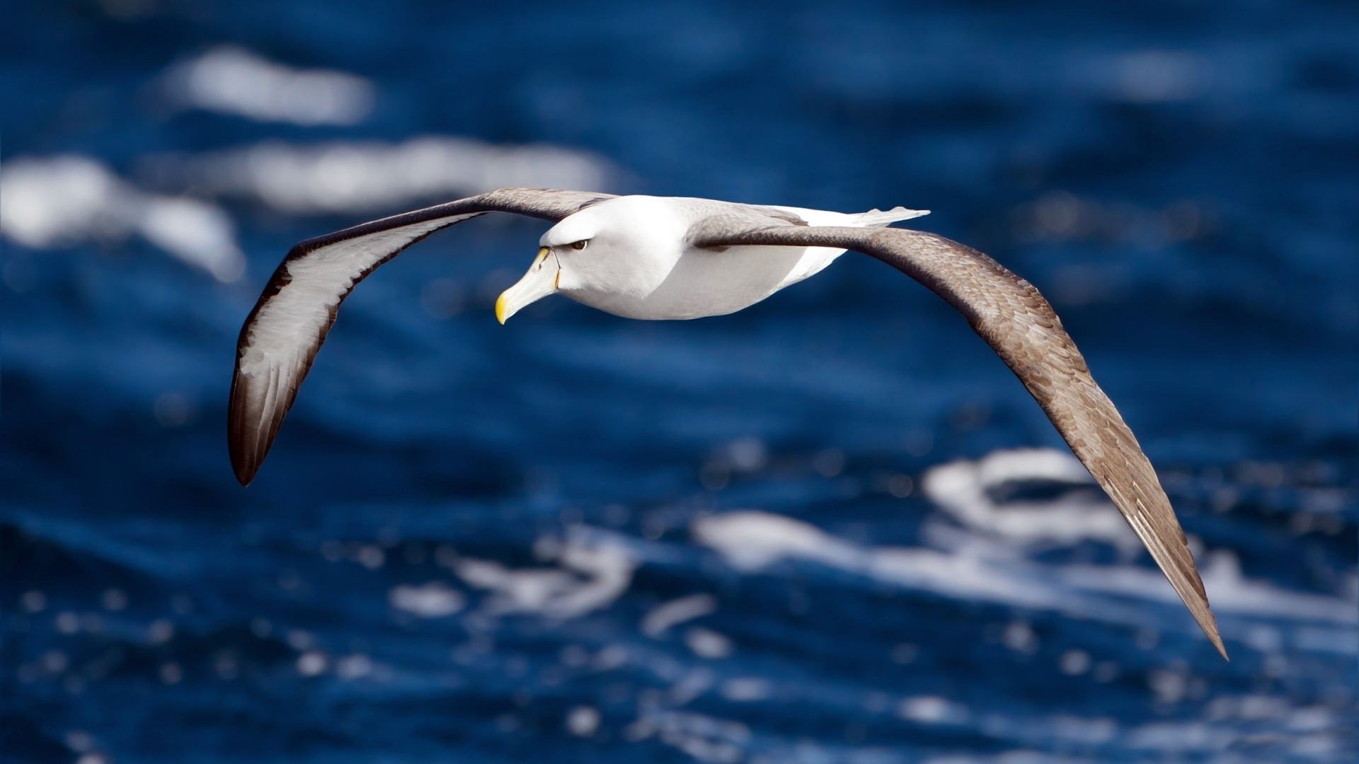 vogel albatros flügel fliegen wasser