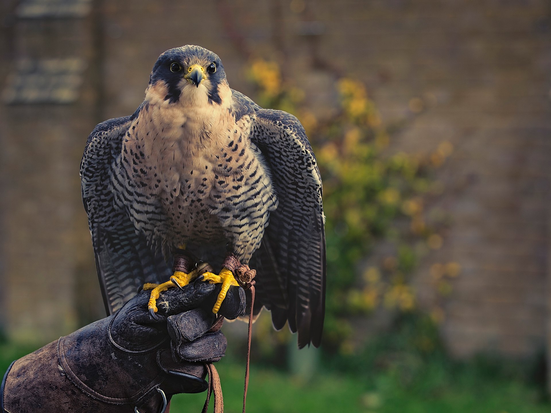 falcon poultry glove hunter predator