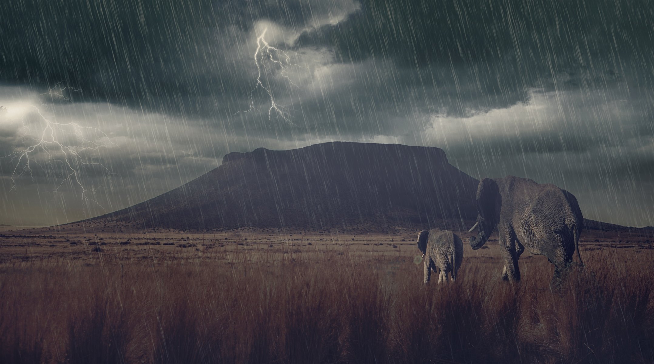 éléphants éléphant savane orage foudre pluie montagne