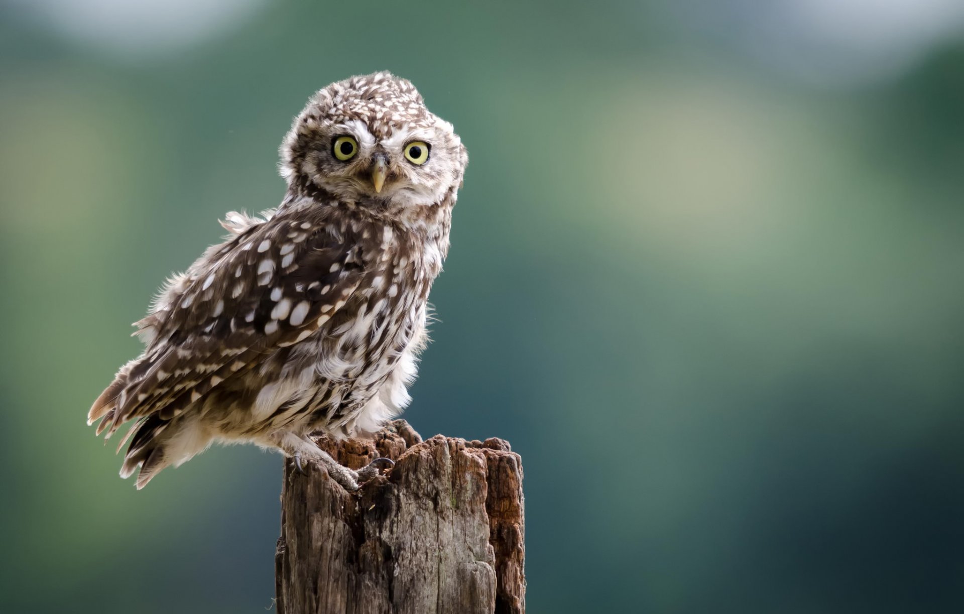 owl owl bird gaze stump background