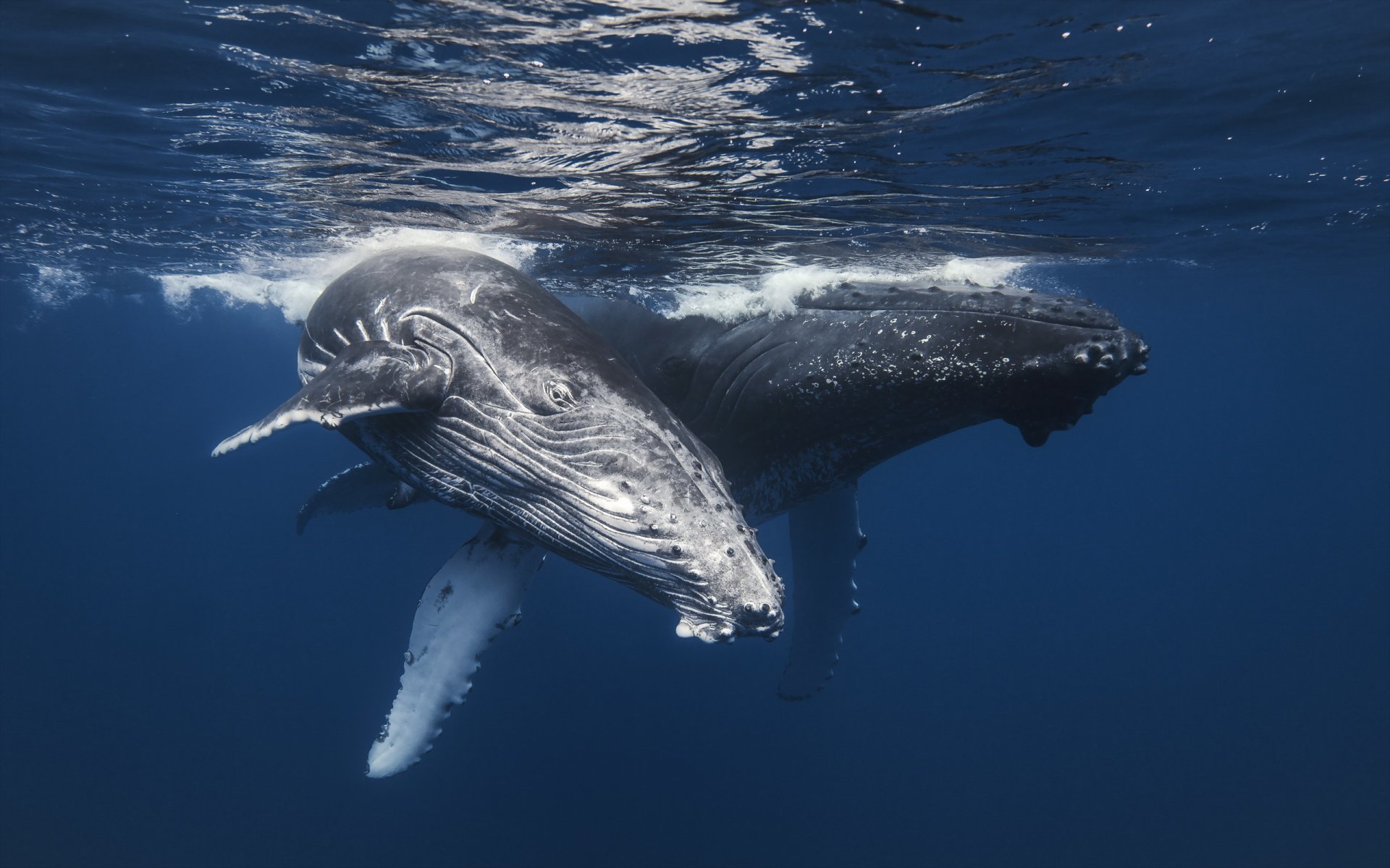 balene mare natura