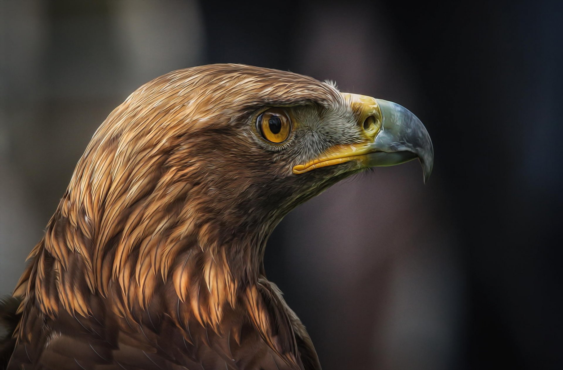 oiseau prédateur profil detlef knapp