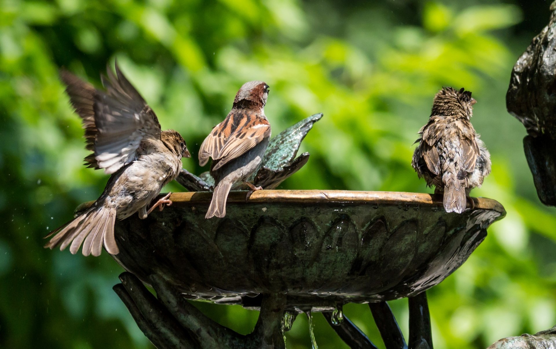 moineaux oiseaux eau fontaine verdure