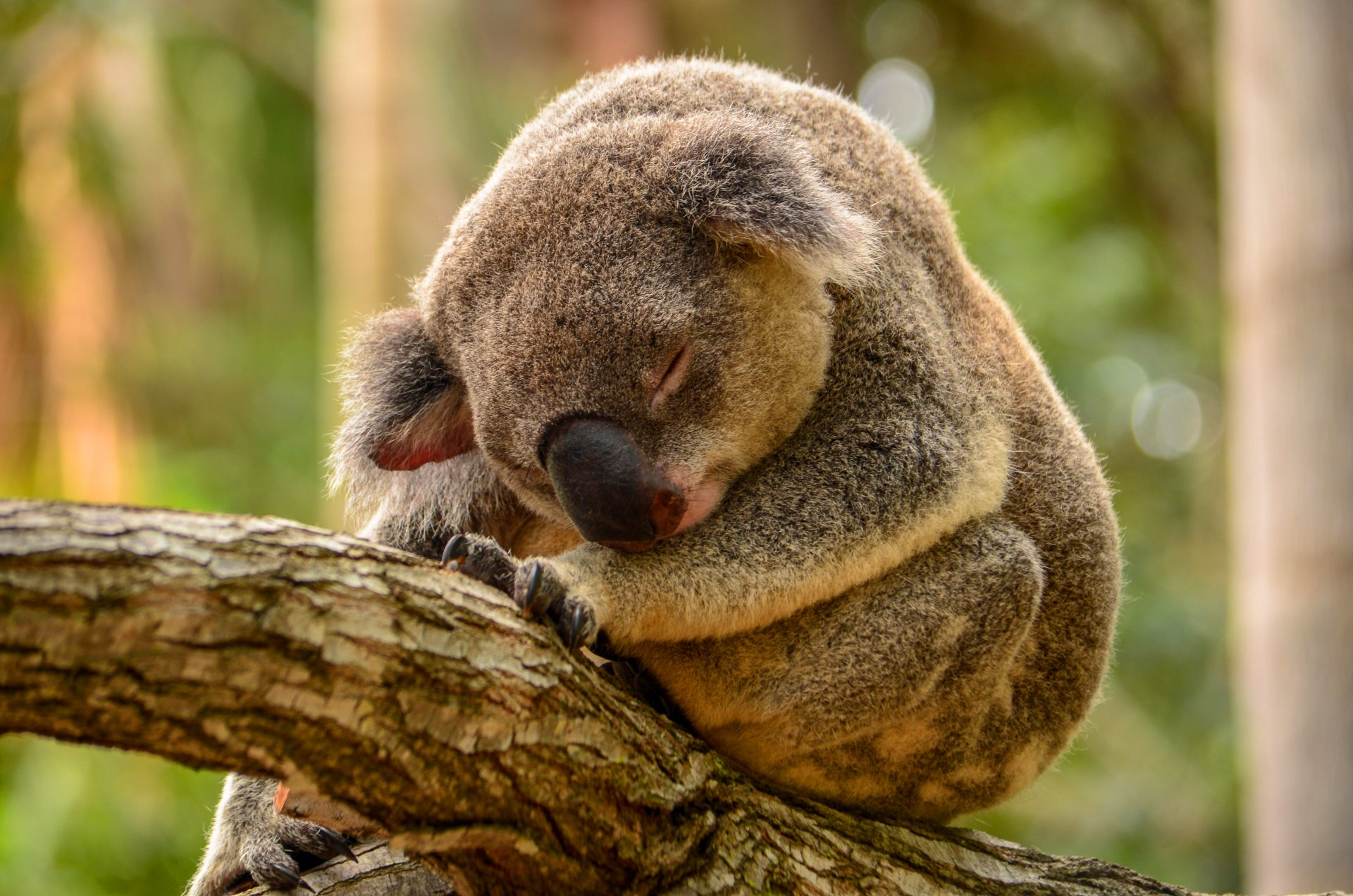 arbre koala sommeil verdure