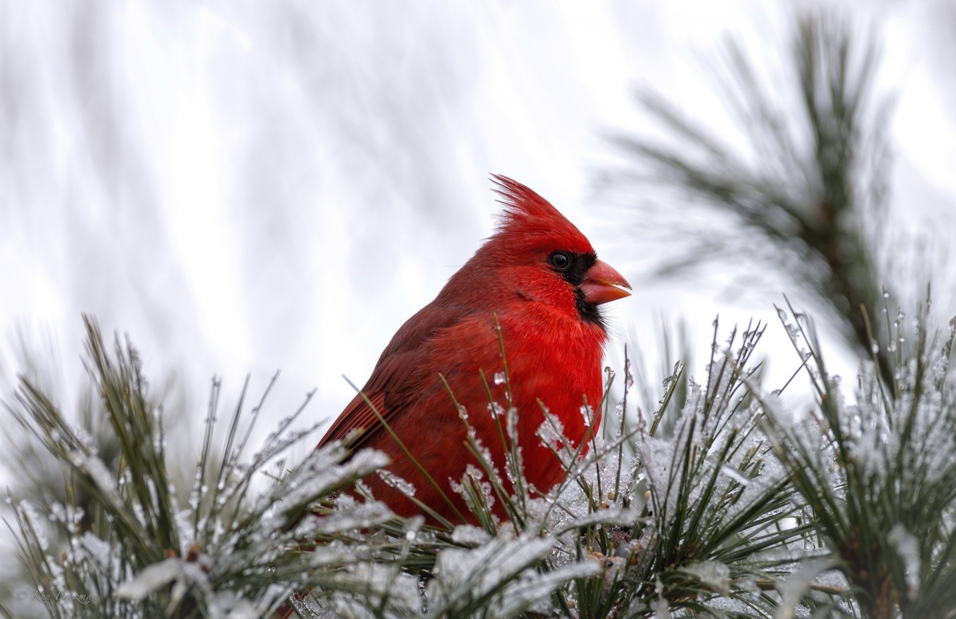 cardinal poultry bird red snow