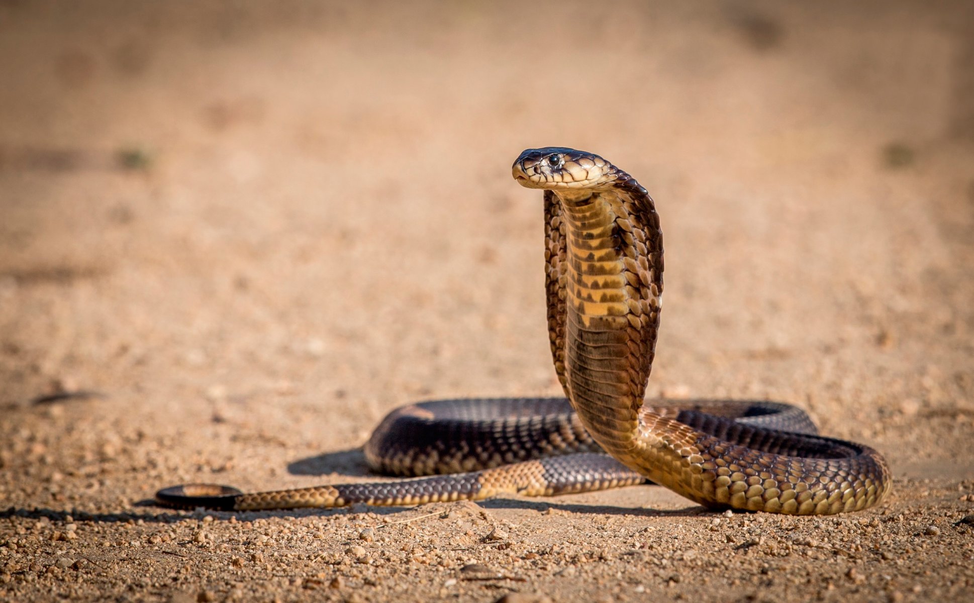 cobra snake position before the attack