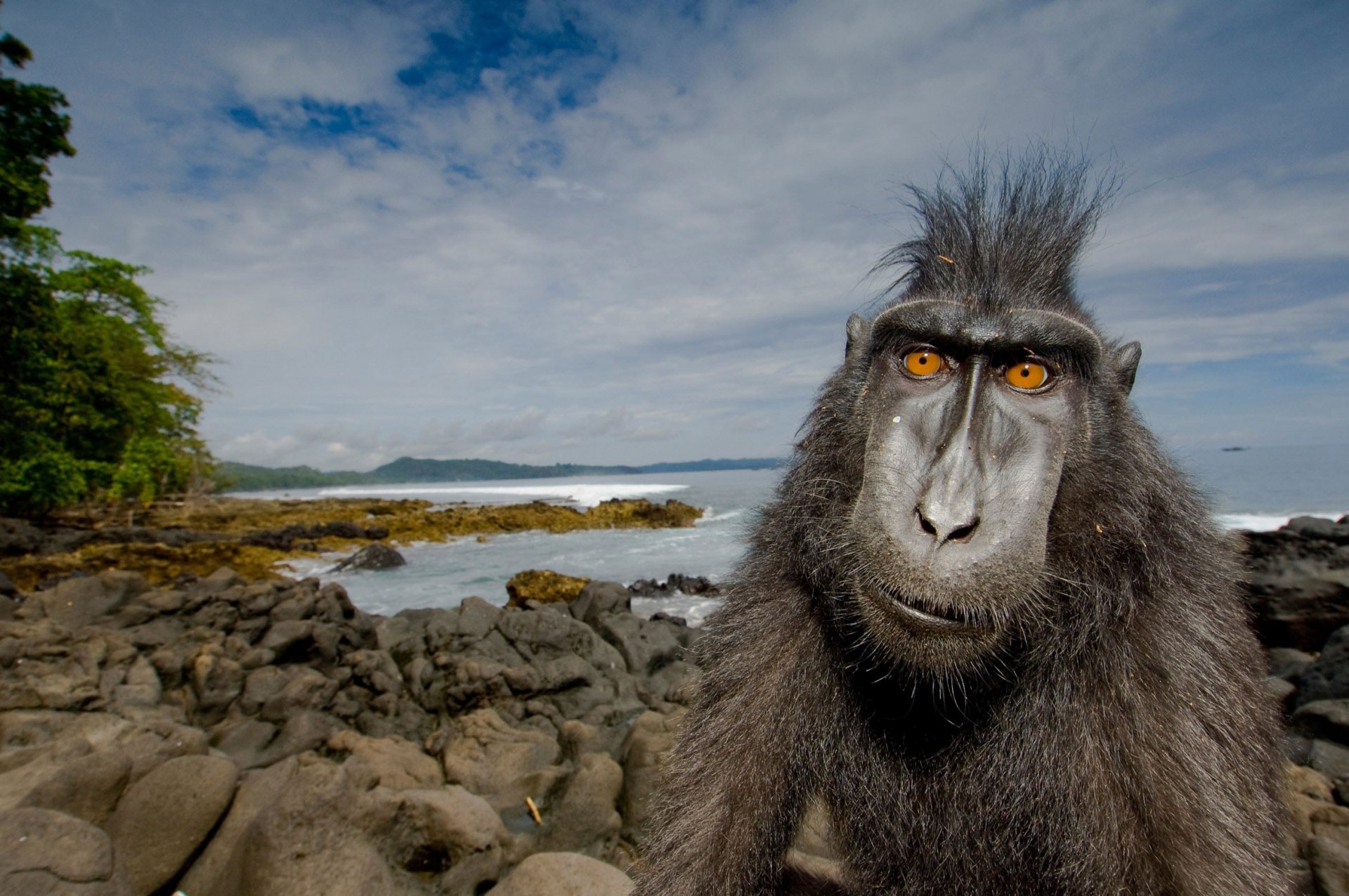 singe côte coiffure cristiano ronaldo