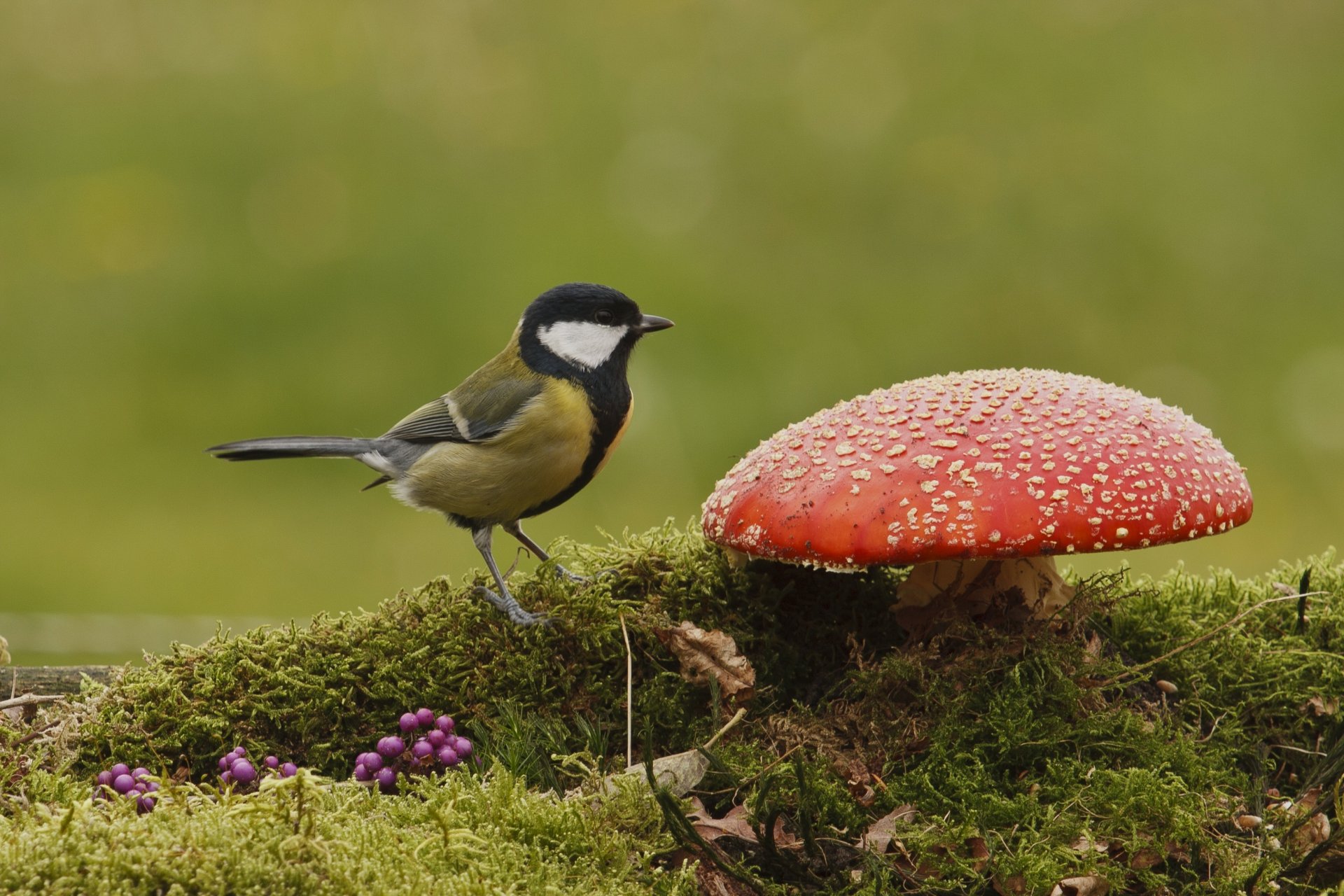 ptak sikora muchomor grzyb mech jagody jesień natura