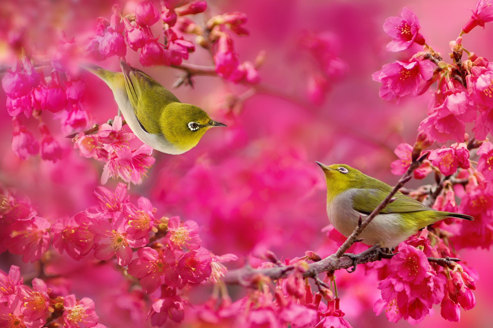 ojos blancos japoneses pájaros pareja árbol ramas carmesí flores floración