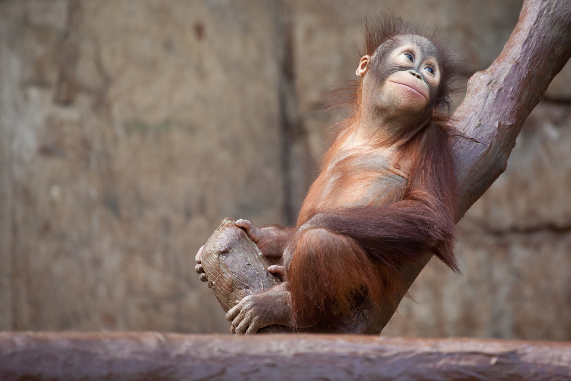 orang-outan singe animaux arbre nature