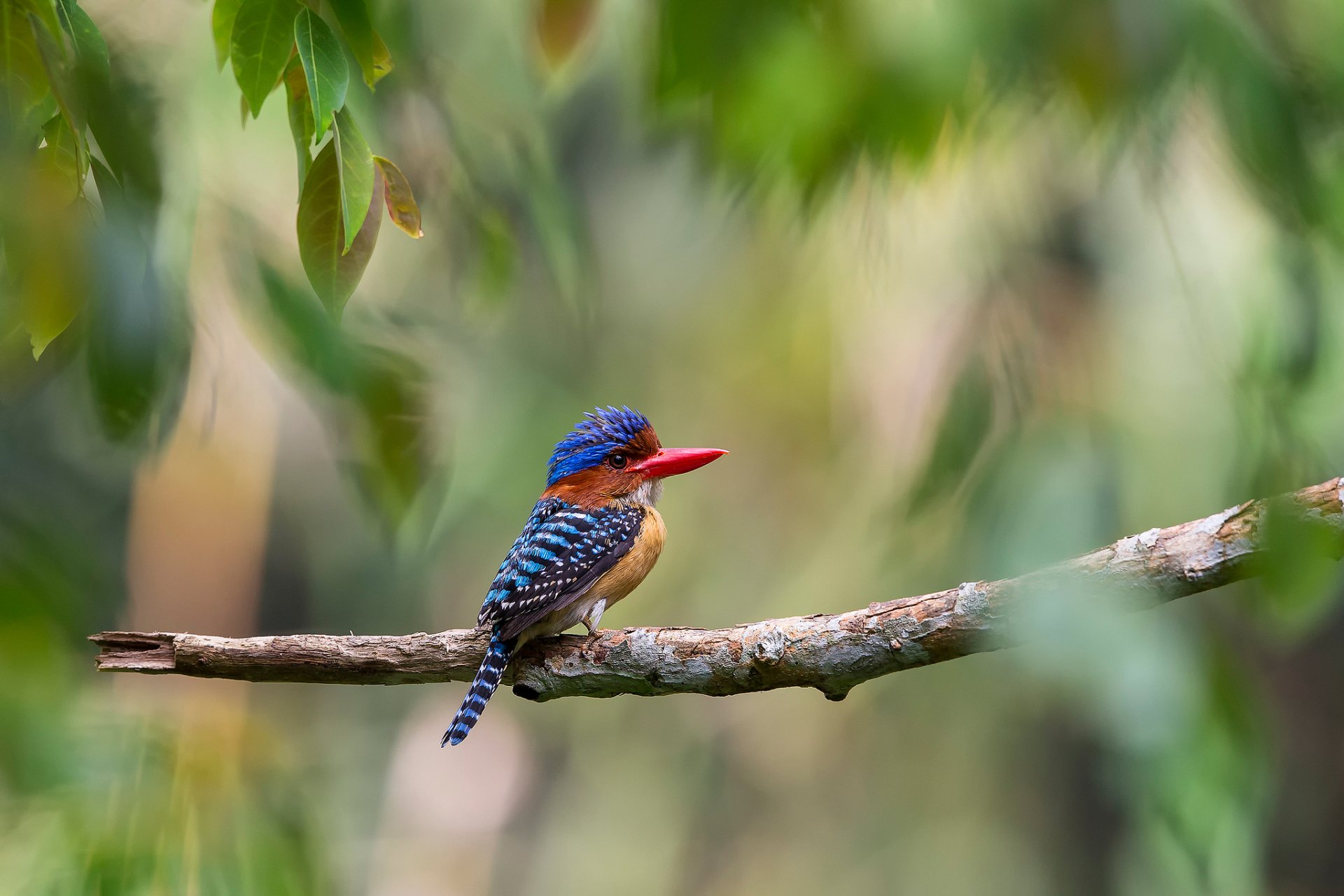 malaysia jungle tree foliage branch poultry striped kingfisher lacedo pulchella