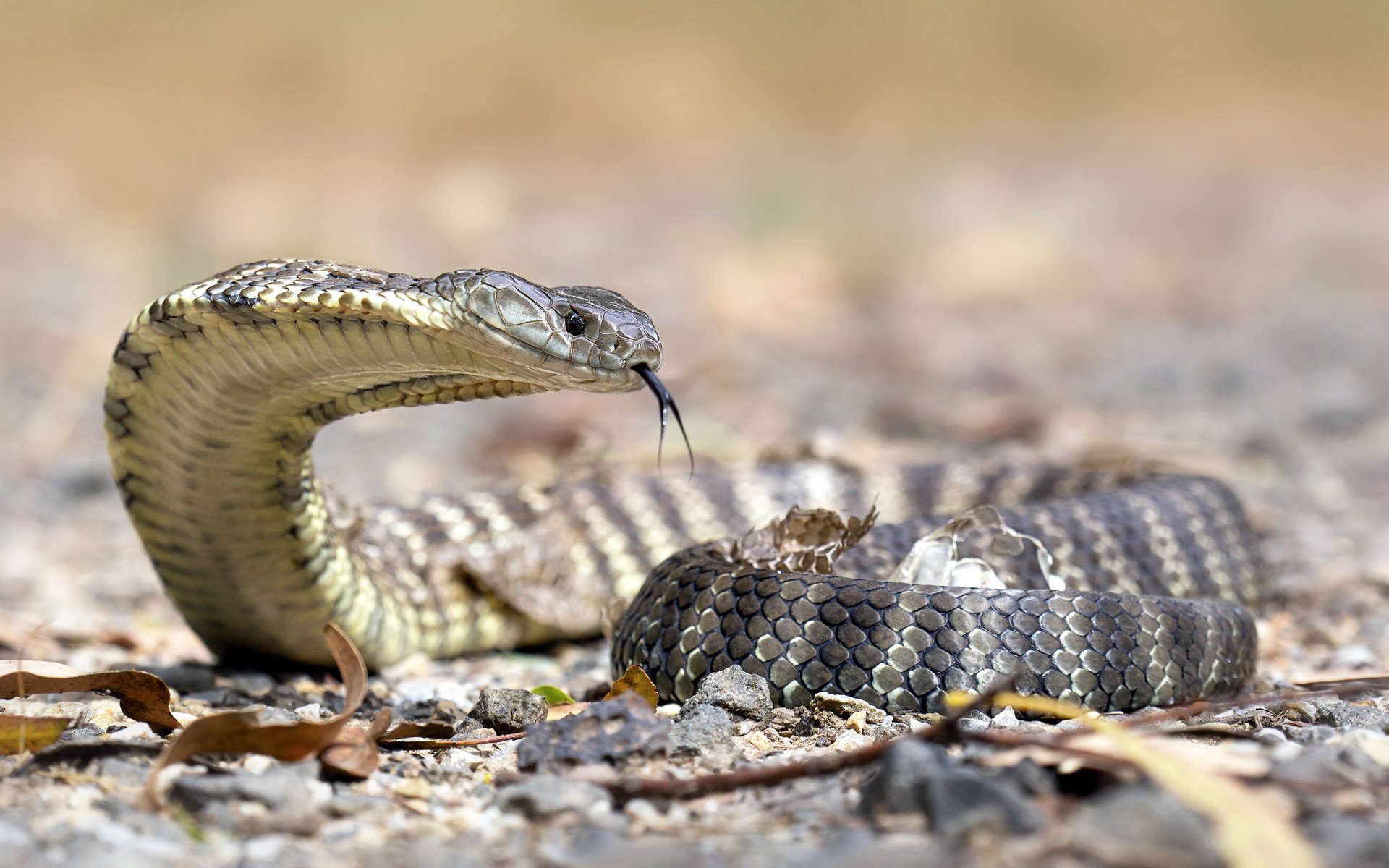 tiger snake nature close up