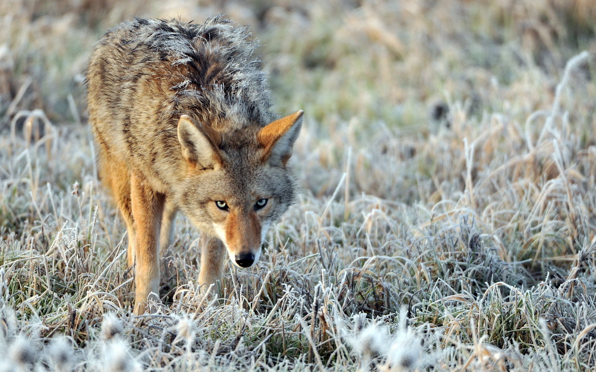 natura brina coyote solitario arruffato sguardo vigile brina erba sfocatura