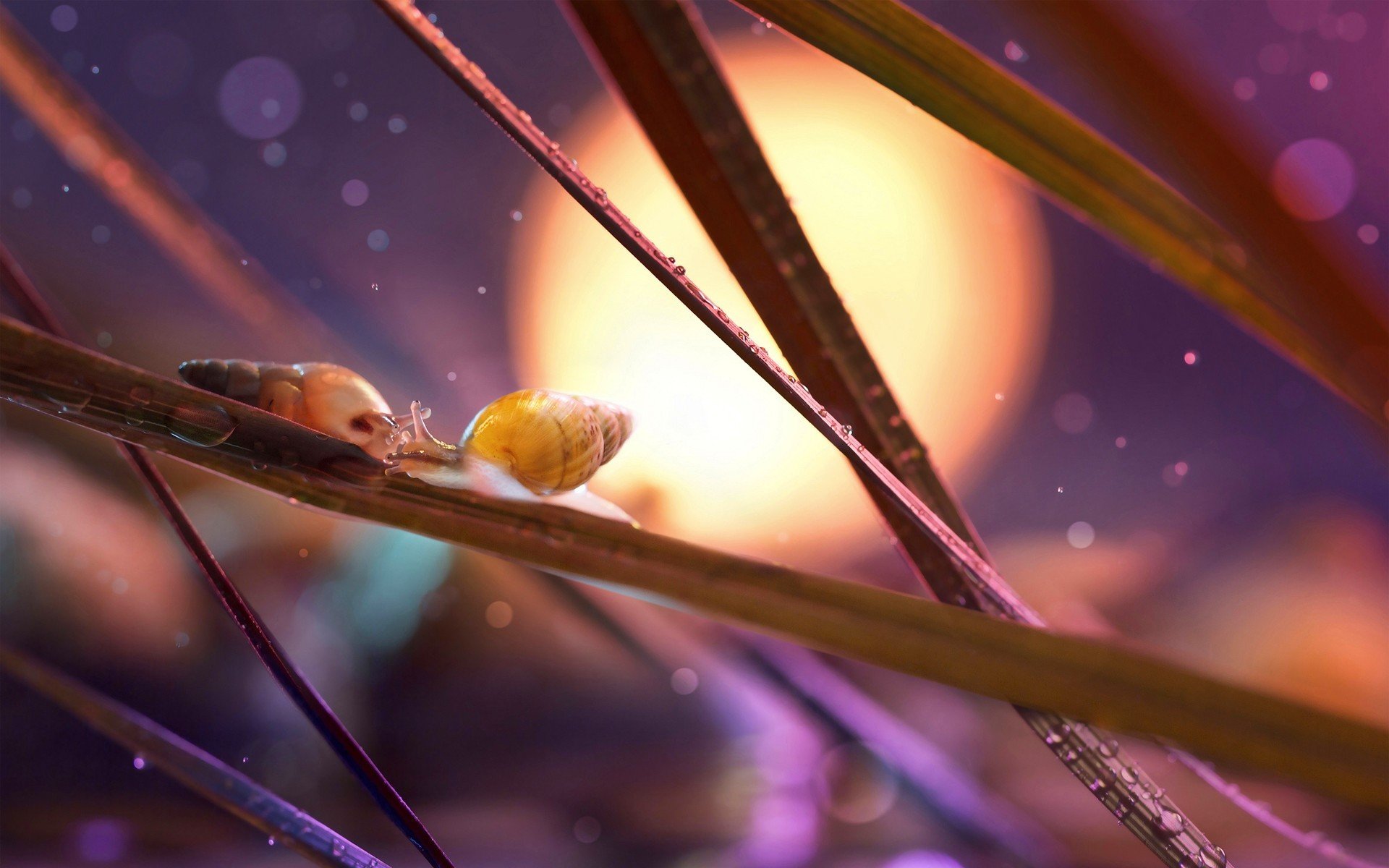 schnecken gras bokeh tropfen tau