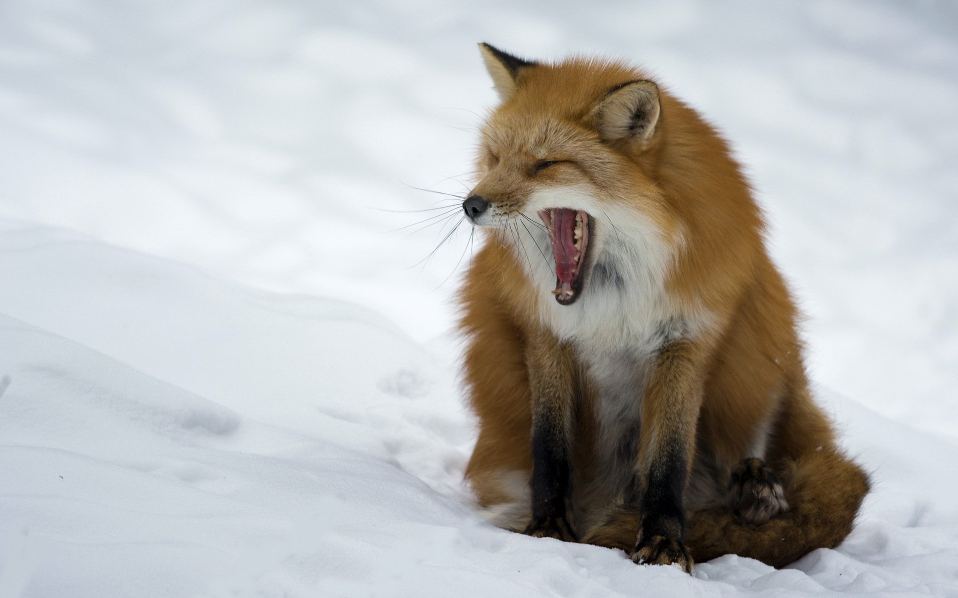 fuchs natur winter