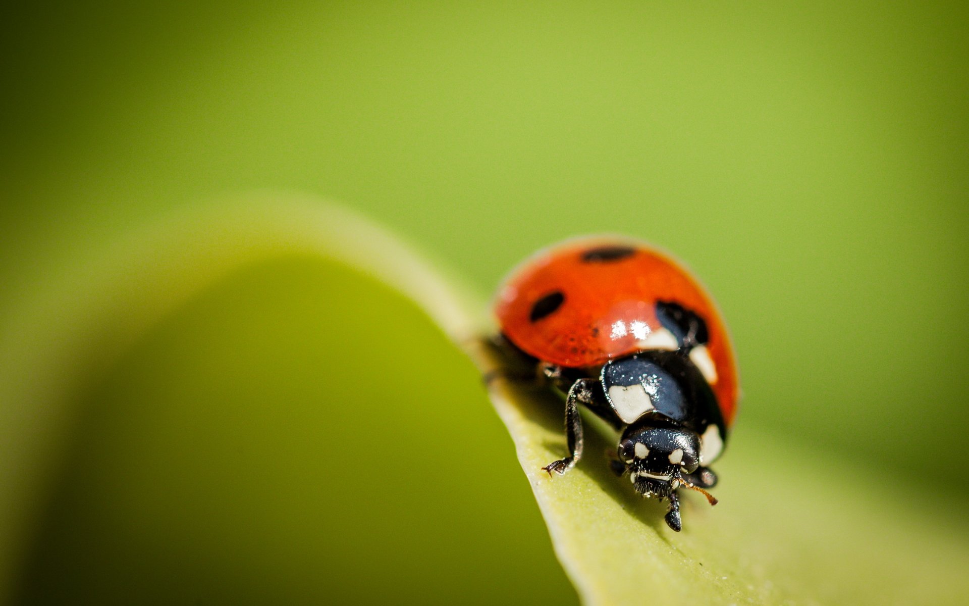 coccinella natura macro