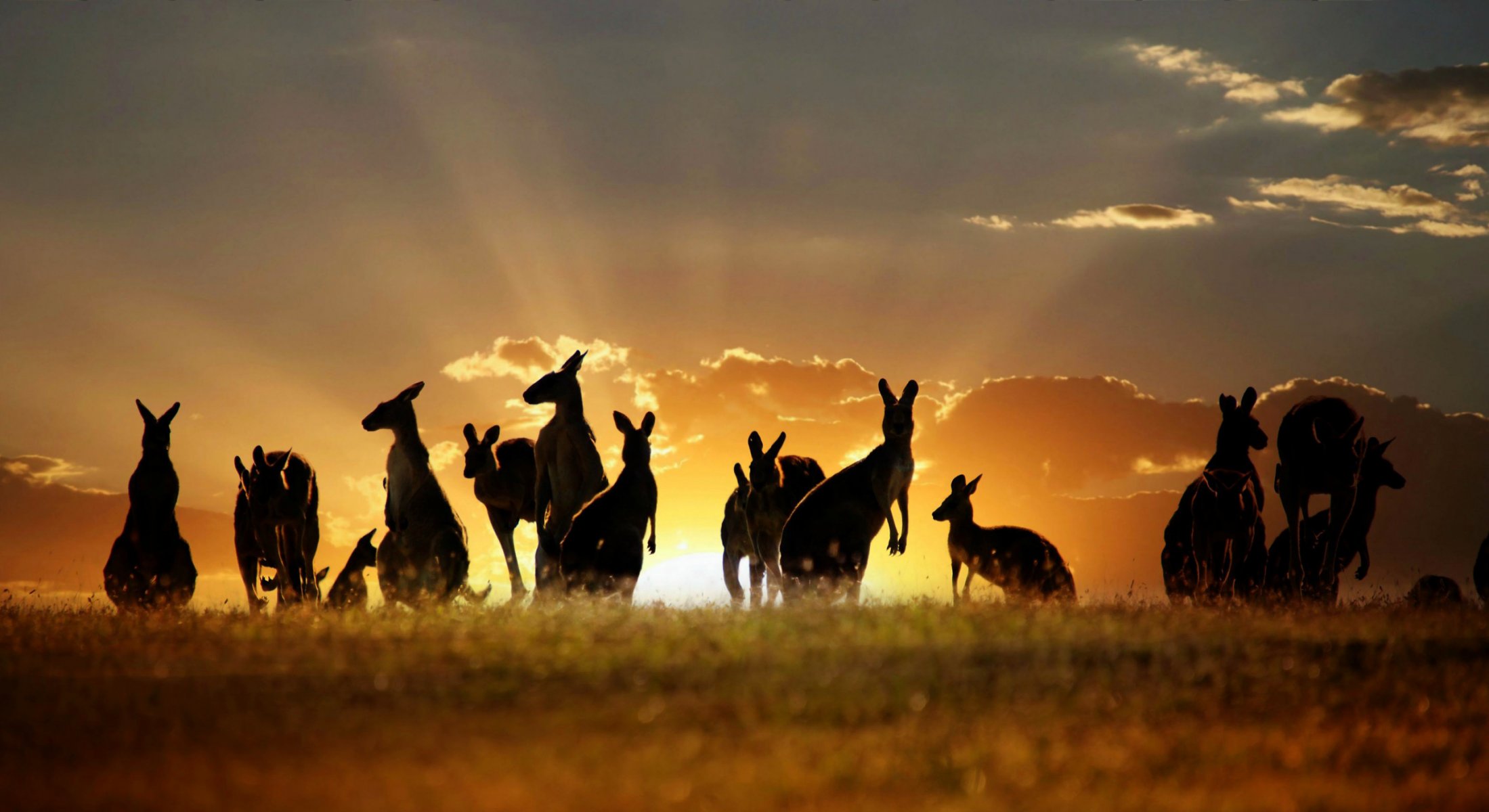 kangourou australie ciel nuages coucher de soleil nature