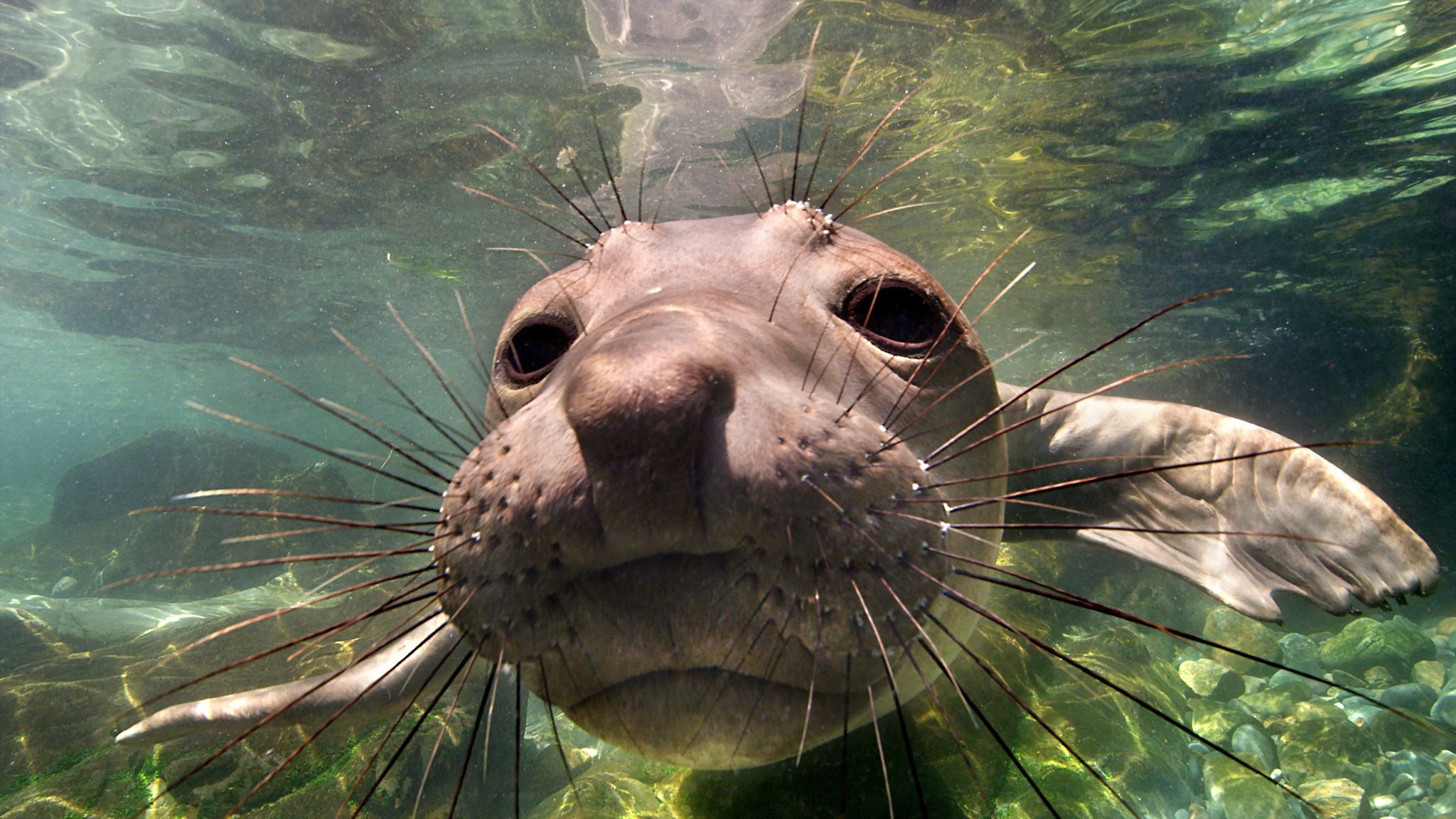 elephant seal baja california mexico