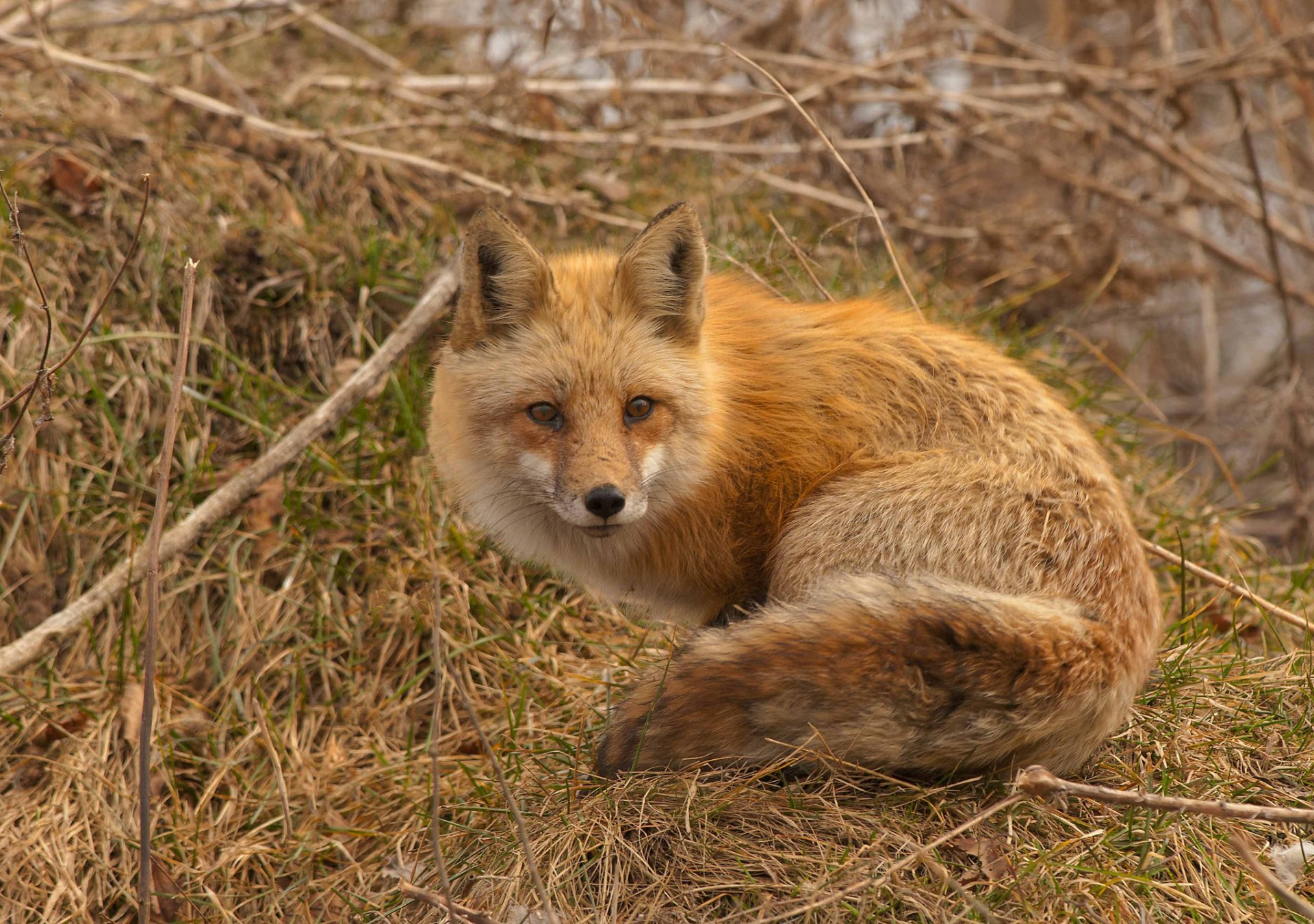 fox red branche