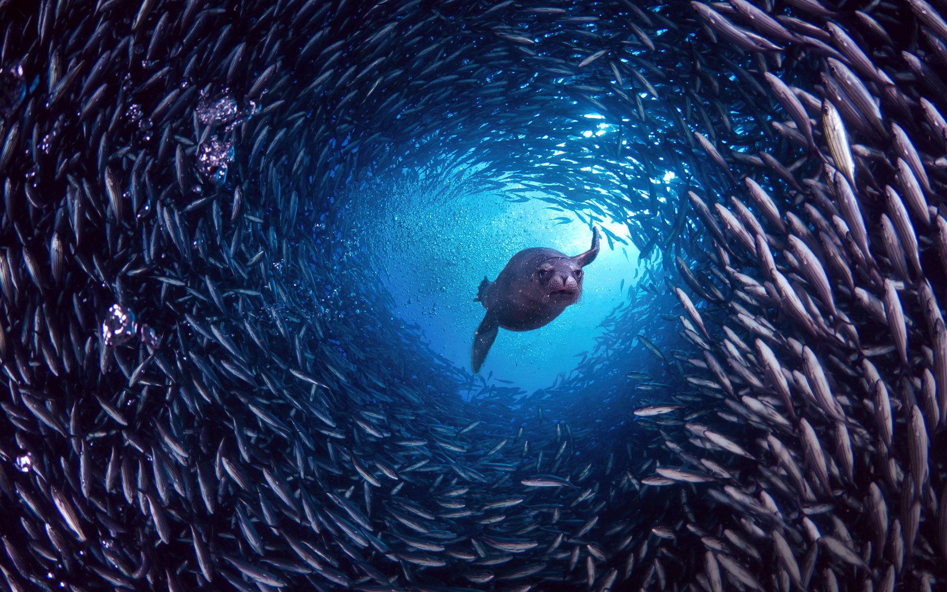 islas galápagos isla santa cruz león marino de galápagos peces