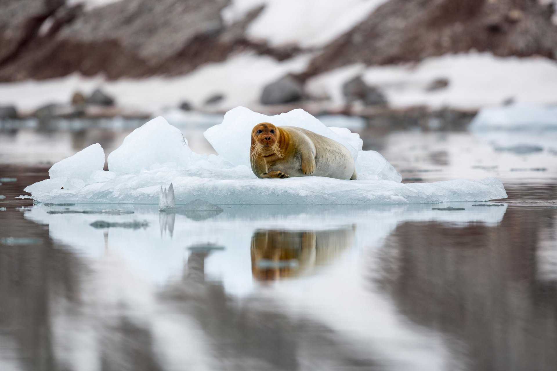 pitsbergen sea hare bearded seal seal floe