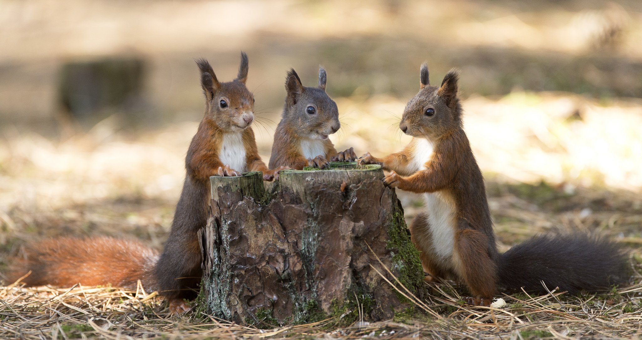 stumpf eichhörnchen herbst blätter