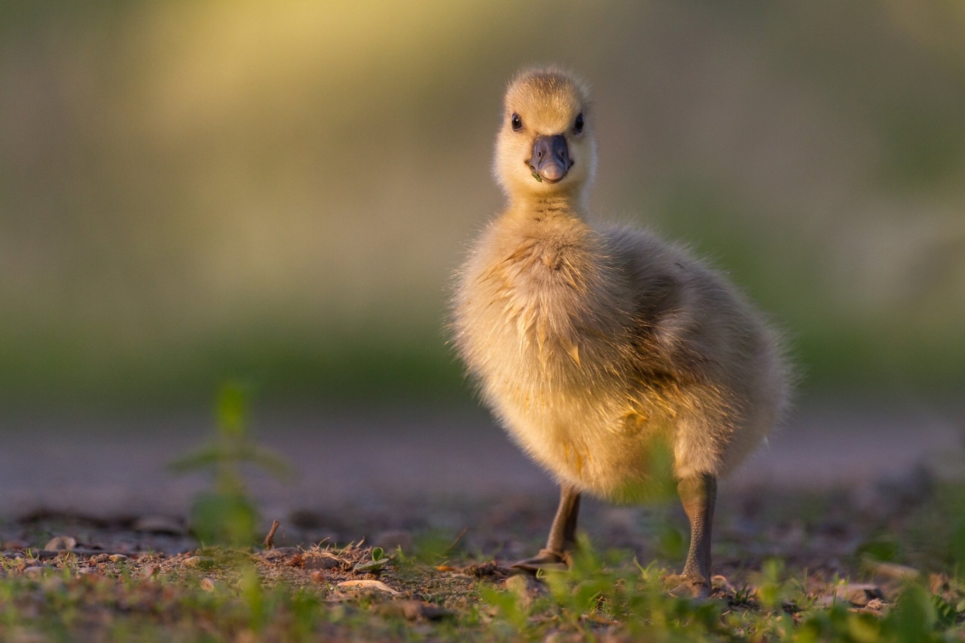 oie poussin enfant