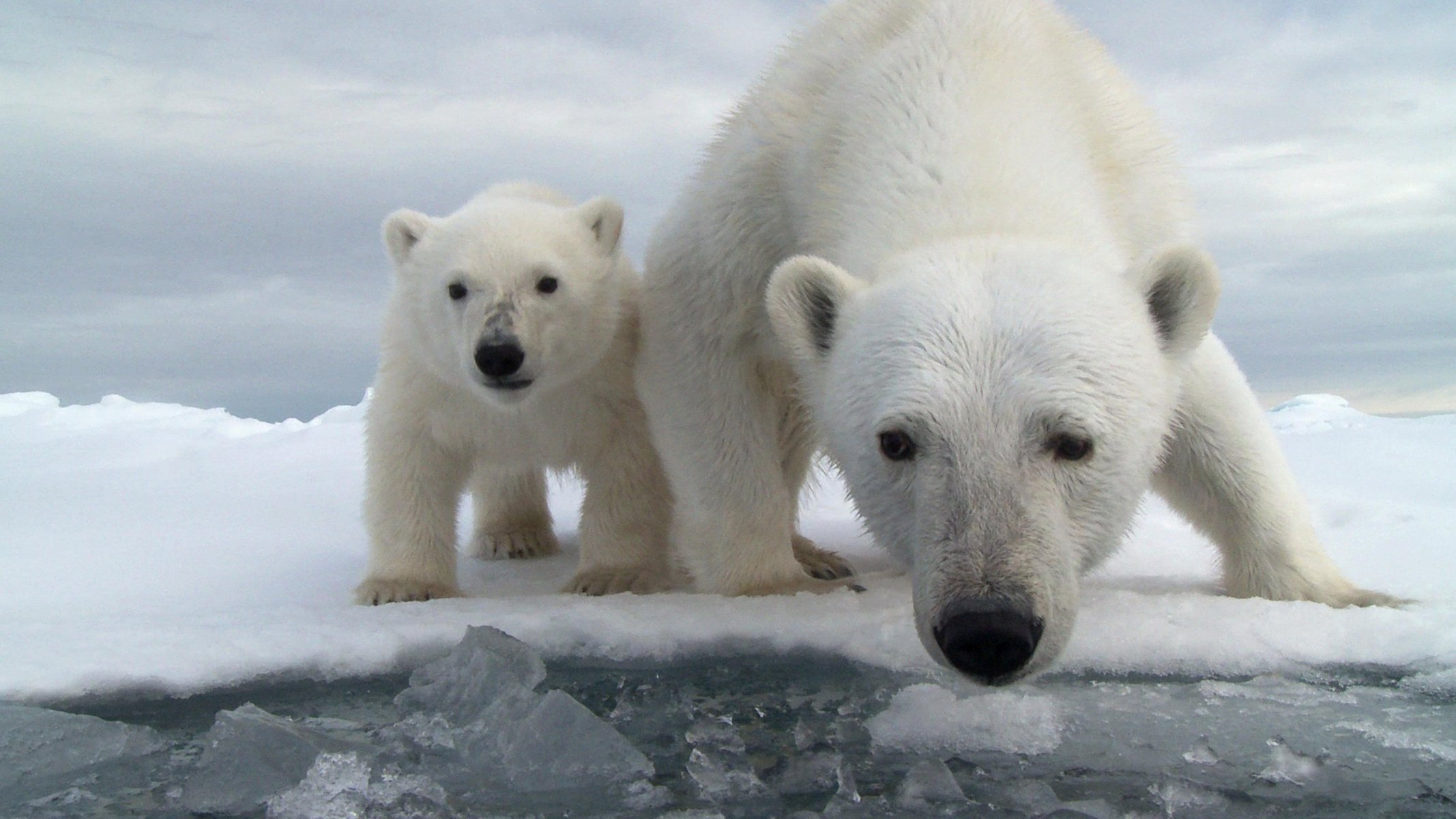 glace neige eau océan ours ours polaire ourson ourse