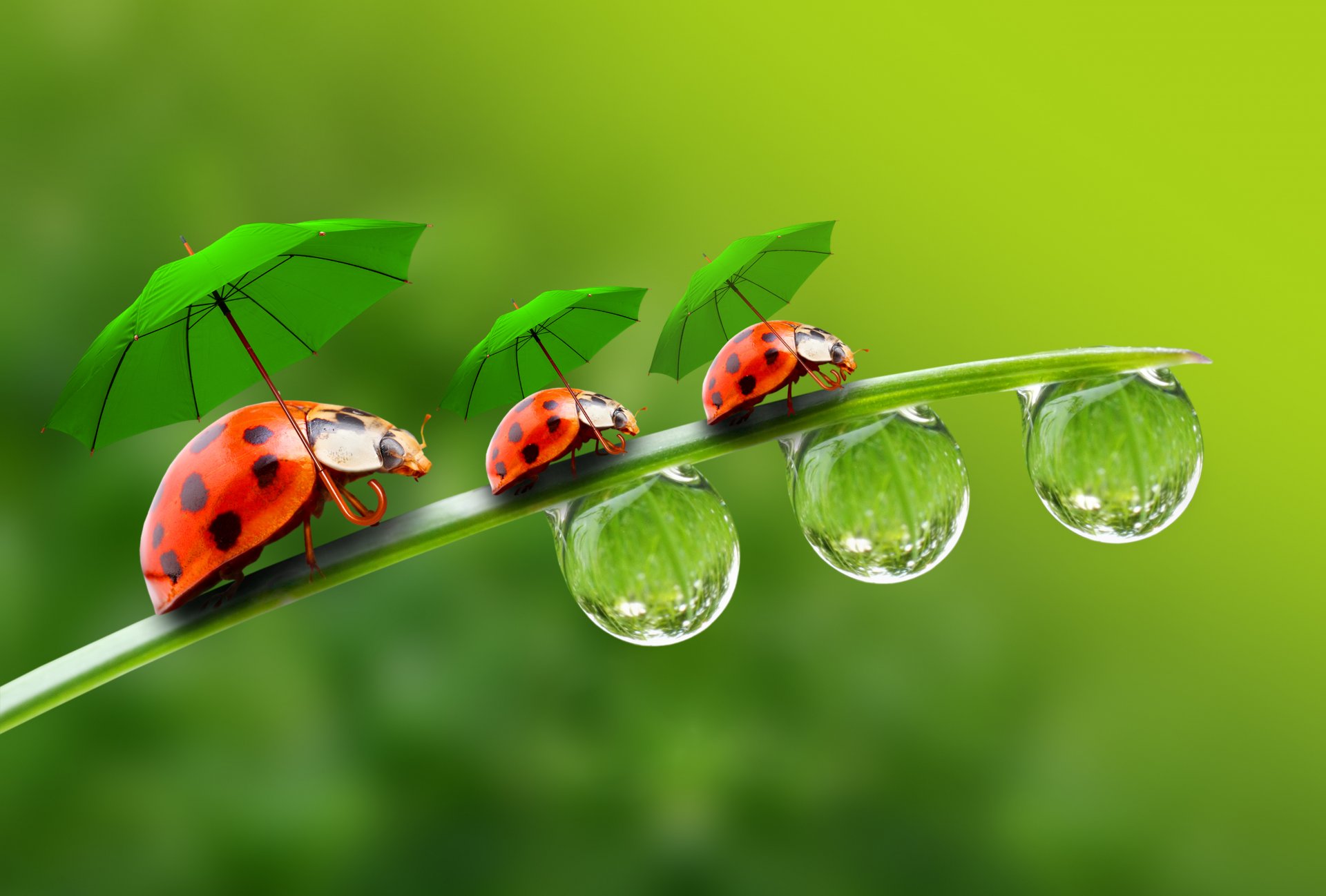 brin d herbe coccinelles gouttelettes parapluies gouttes