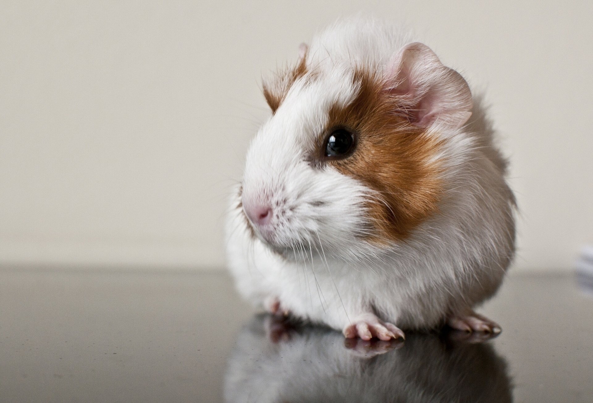 guinea pigs rodent reflection