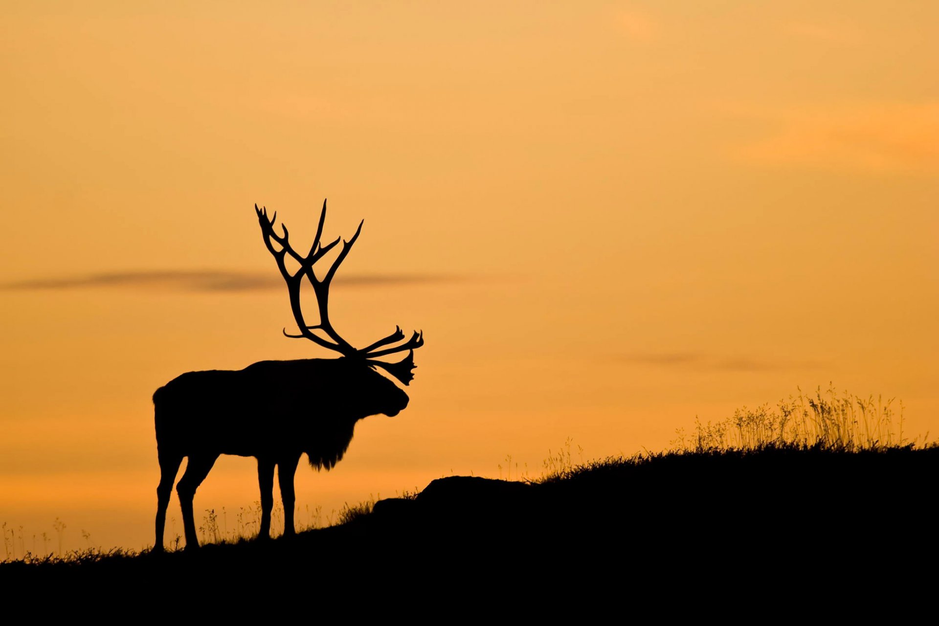 rentier sonnenuntergang silhouette