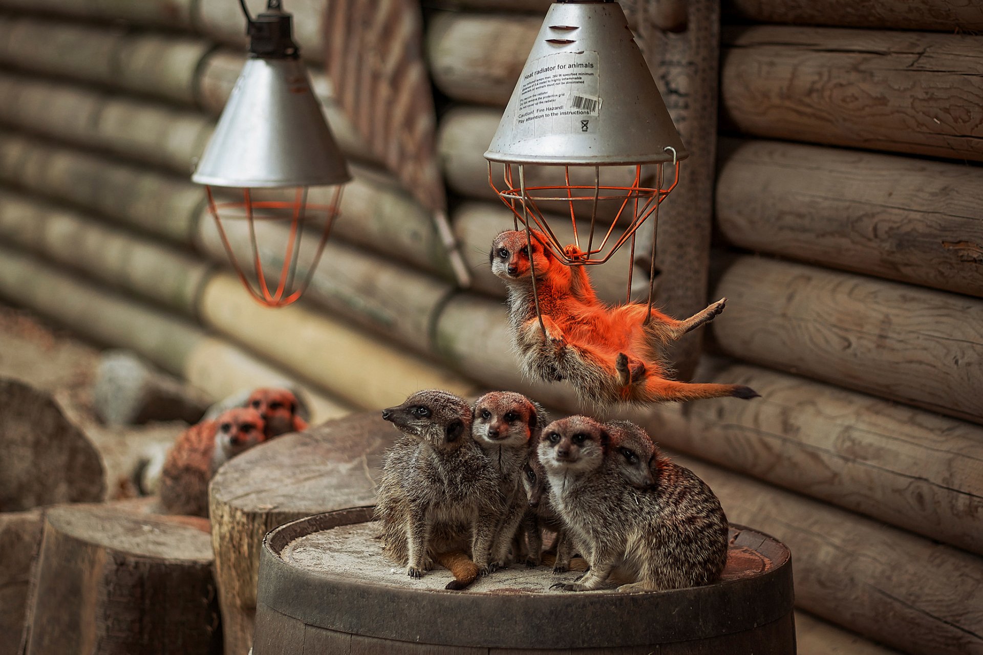 suricates famille lampes