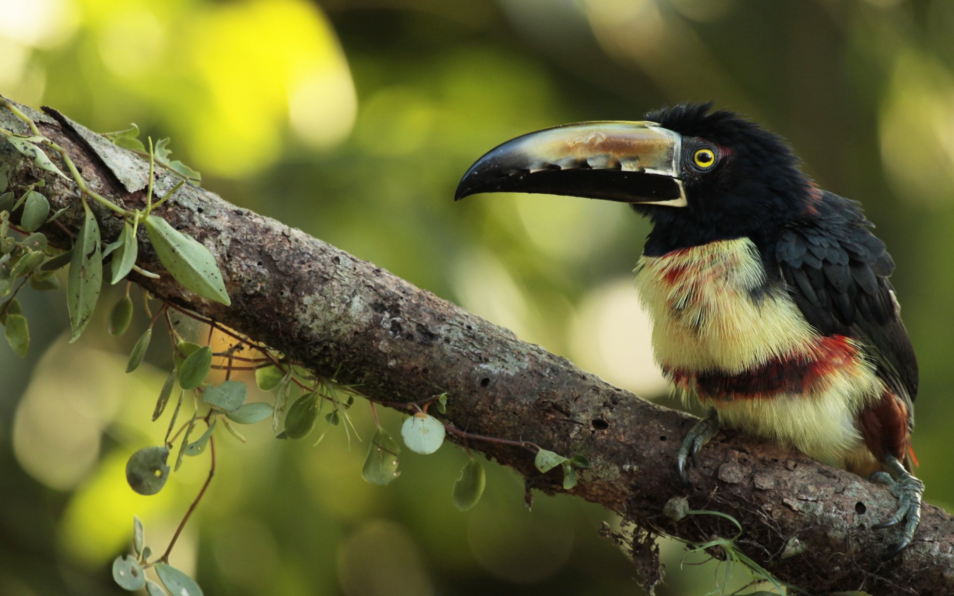 collier arasari oiseau nature