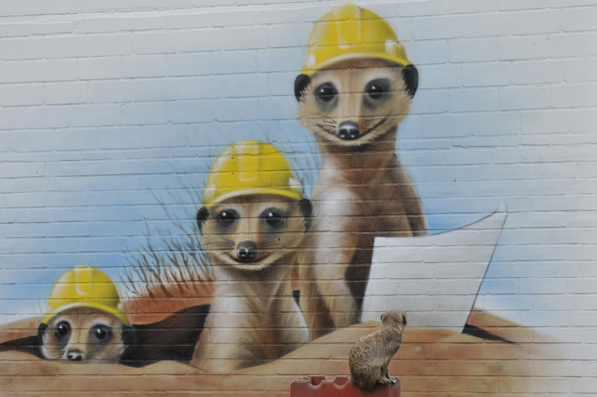 meerkats graffiti wall