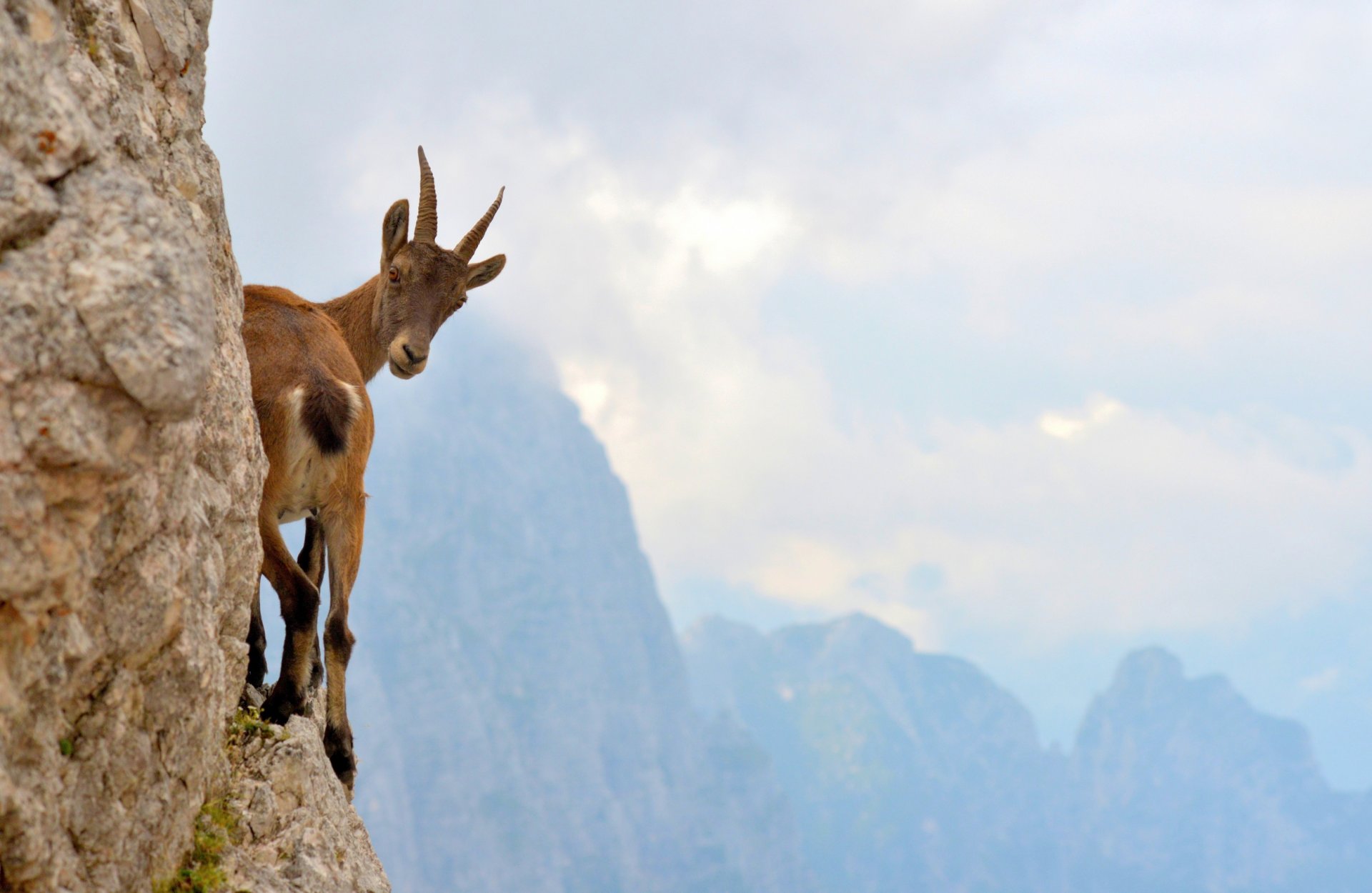 capra di montagna sporgenza scogliera