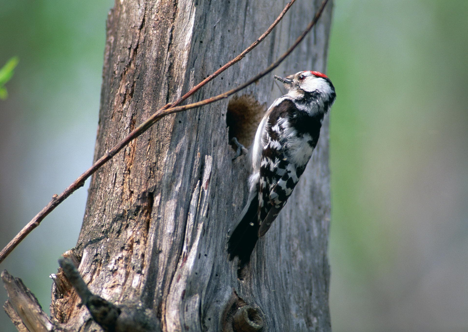 woodpecker poultry tree