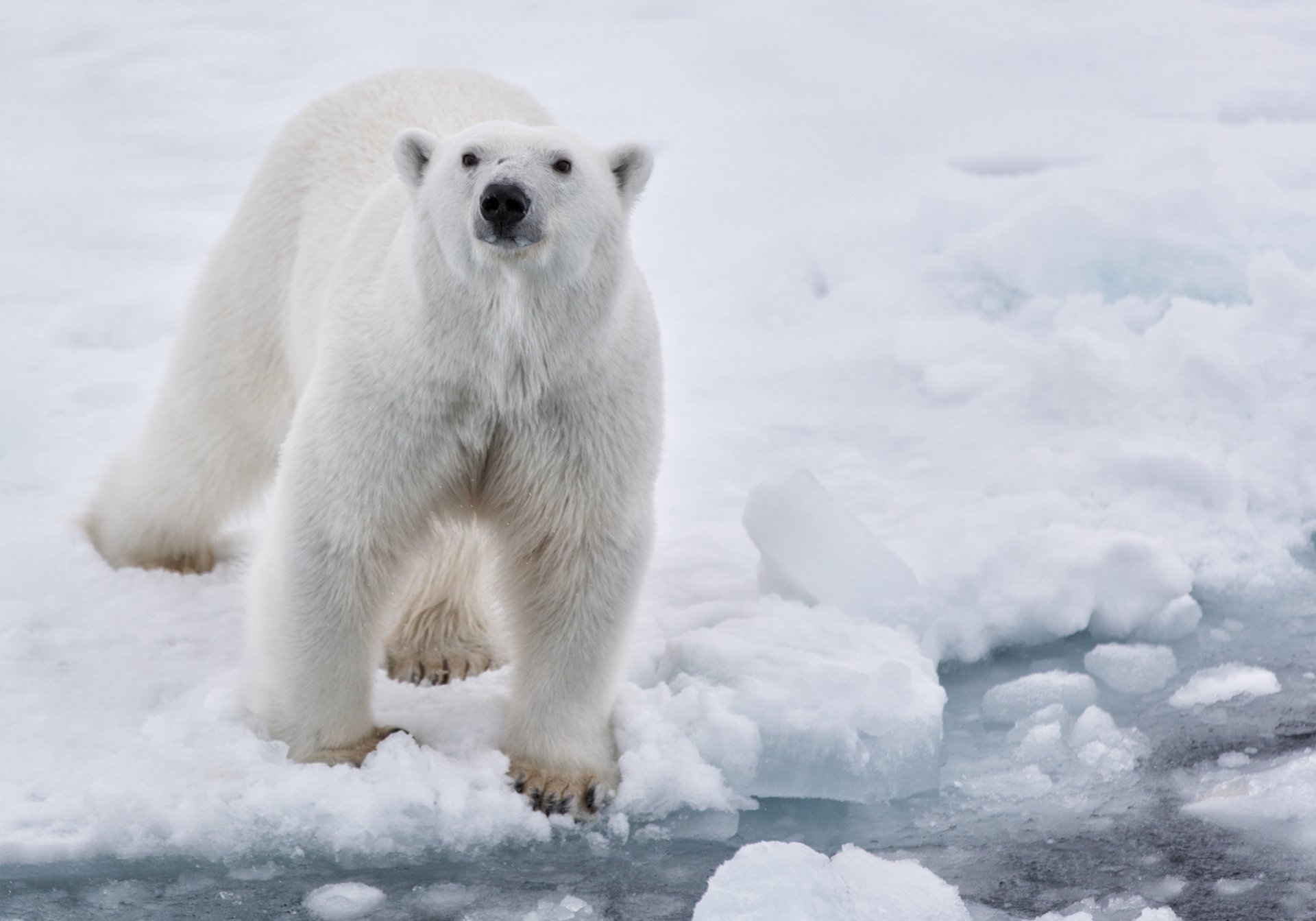 śnieg lód woda miś biały polarny