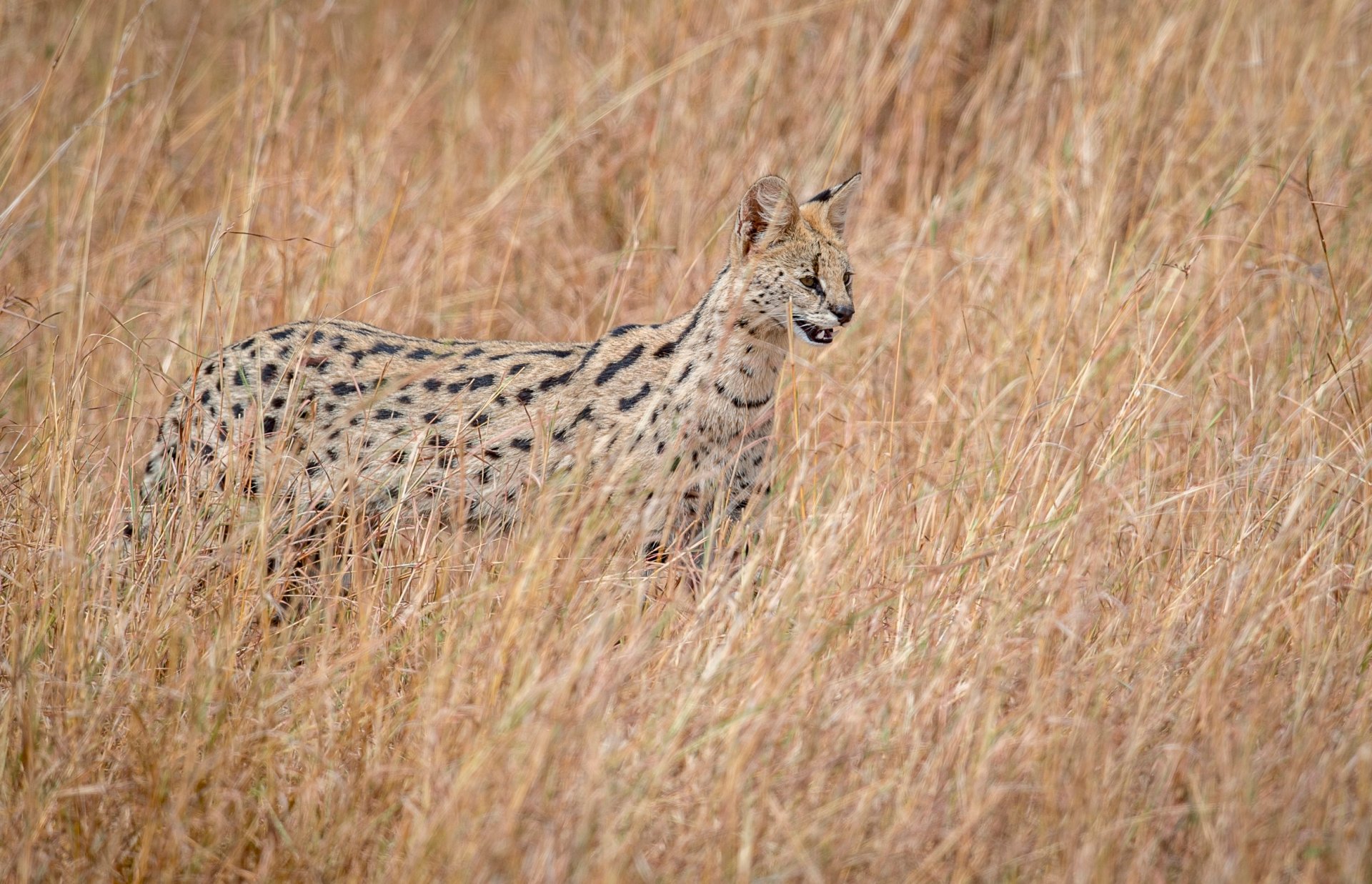 serval vida silvestre cazador