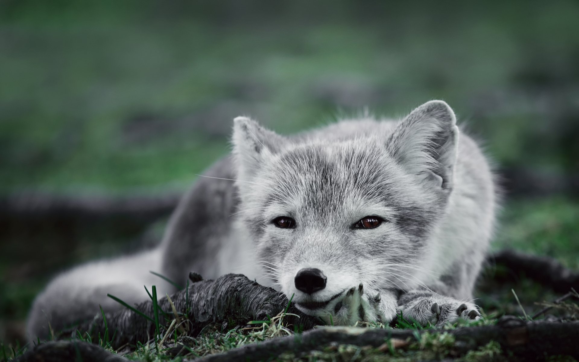 arctic fox polar fox pepelnobelaya view