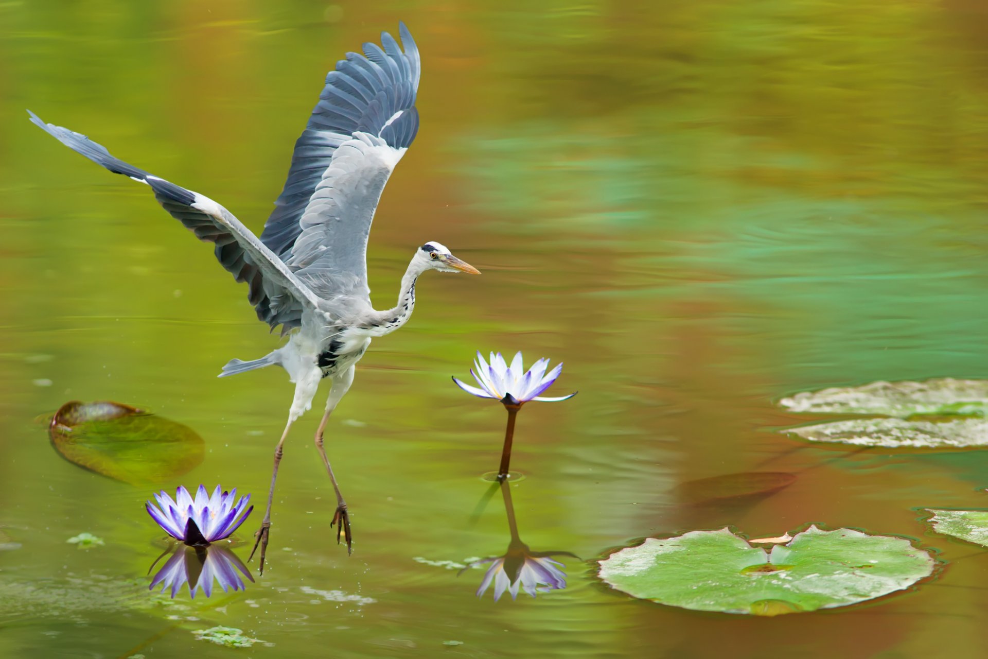 see seerosen vogel reiher grau