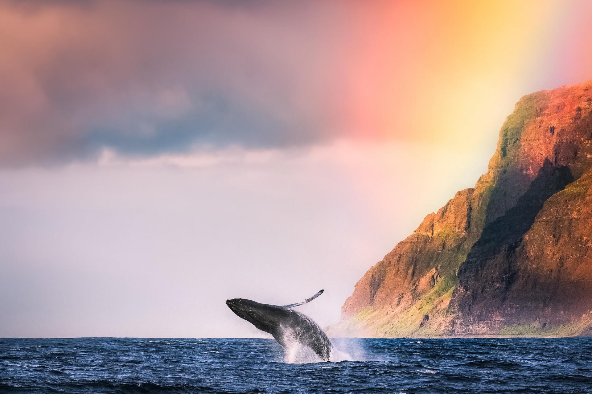 ocean whale animals beach mountain